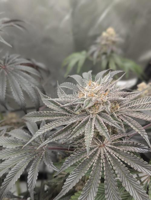 Radical Juice - Ripper Seeds. Week 14
