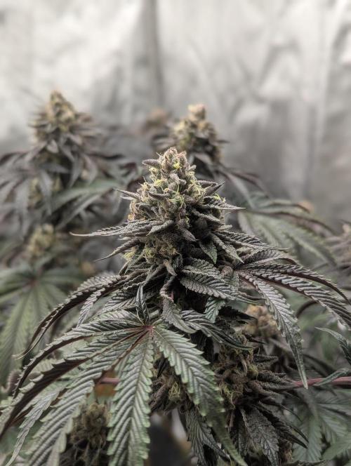 Radical Juice - Ripper Seeds. Week 14