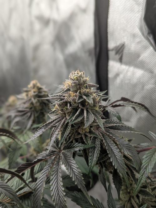 Radical Juice - Ripper Seeds. Week 14