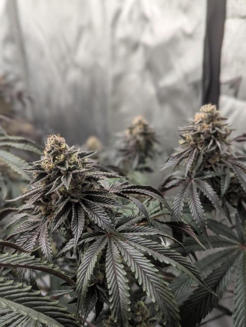 Radical Juice - Ripper Seeds. Week 14