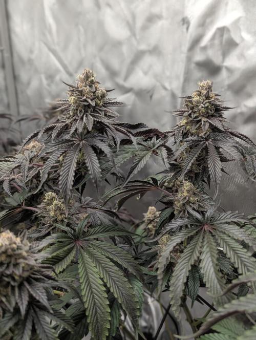 Radical Juice - Ripper Seeds. Week 14