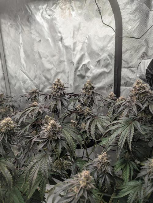 Radical Juice - Ripper Seeds. Week 14