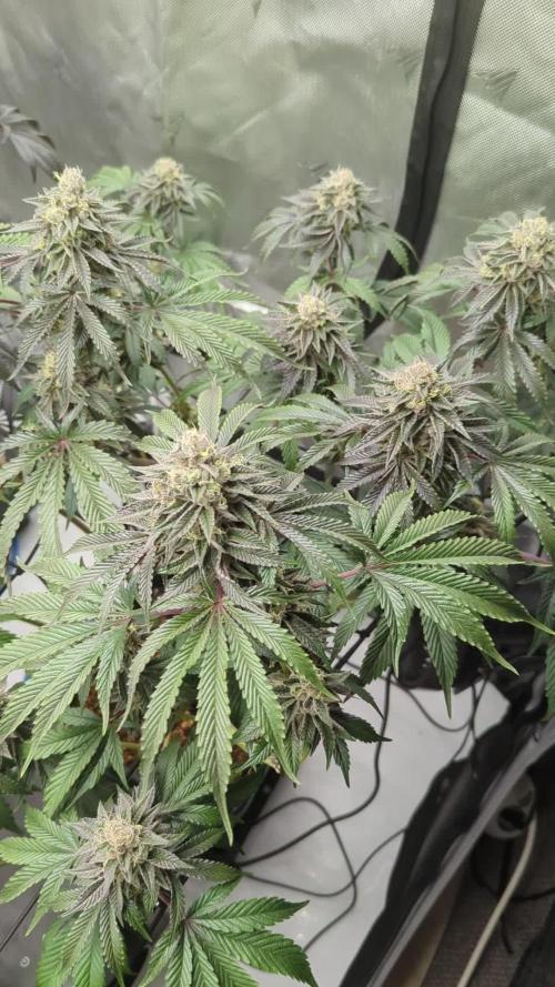 Radical Juice - Ripper Seeds