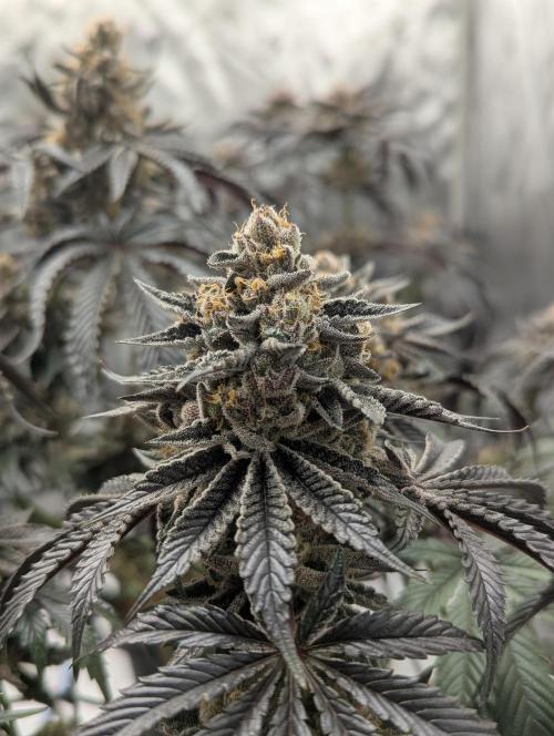 Radical Juice - Ripper Seeds. Week 15
