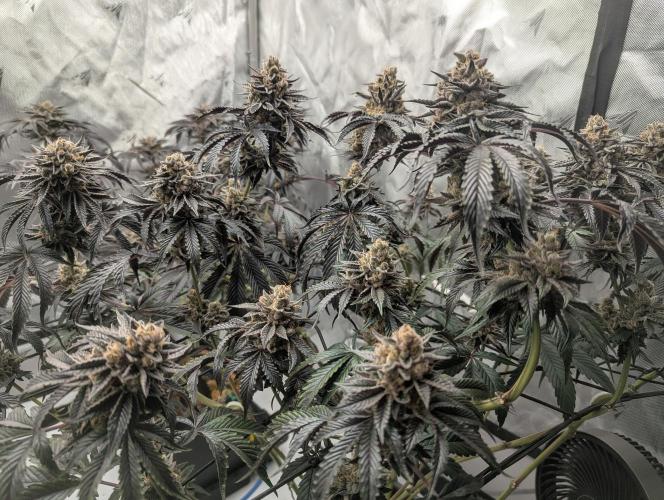 Radical Juice - Ripper Seeds. Week 15