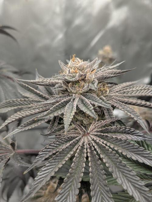 Radical Juice - Ripper Seeds. Week 15