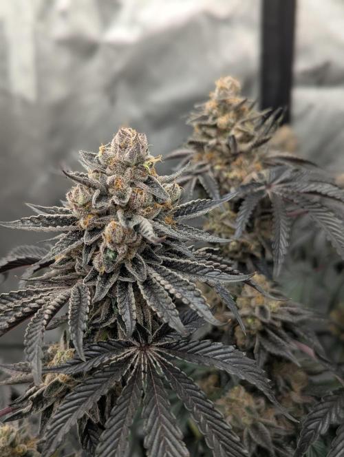 Radical Juice - Ripper Seeds. Week 15