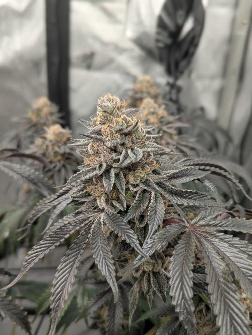 Radical Juice - Ripper Seeds. Week 15
