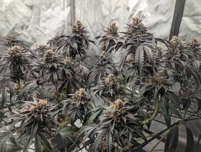 Radical Juice - Ripper Seeds. Week 15