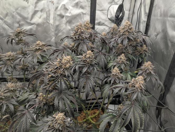 Radical Juice - Ripper Seeds. Week 15