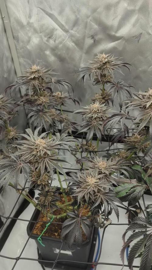 Radical Juice - Ripper Seeds