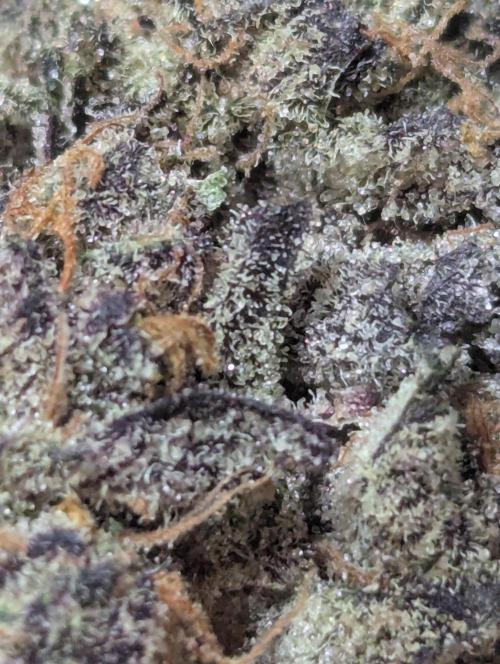 Radical Juice - Ripper Seeds. Week 16