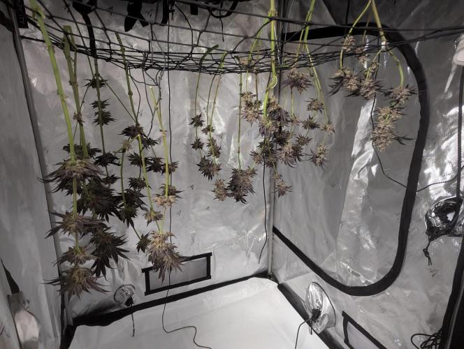 Radical Juice - Ripper Seeds. Week 16
