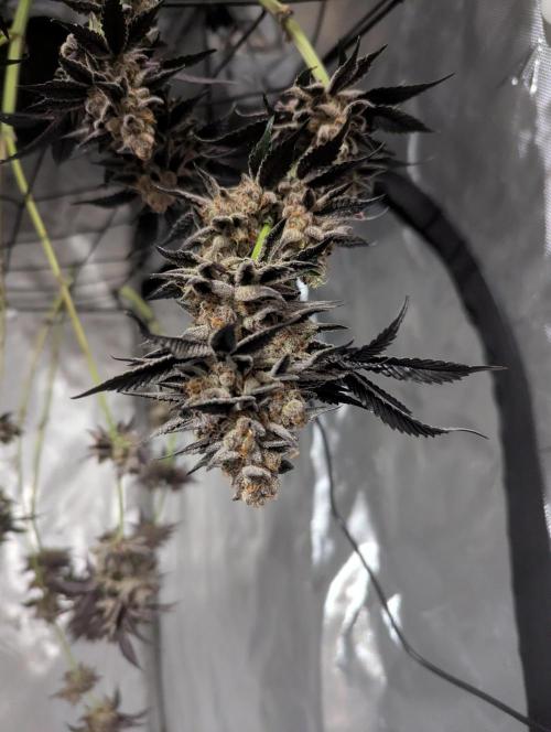 Radical Juice - Ripper Seeds. Week 16