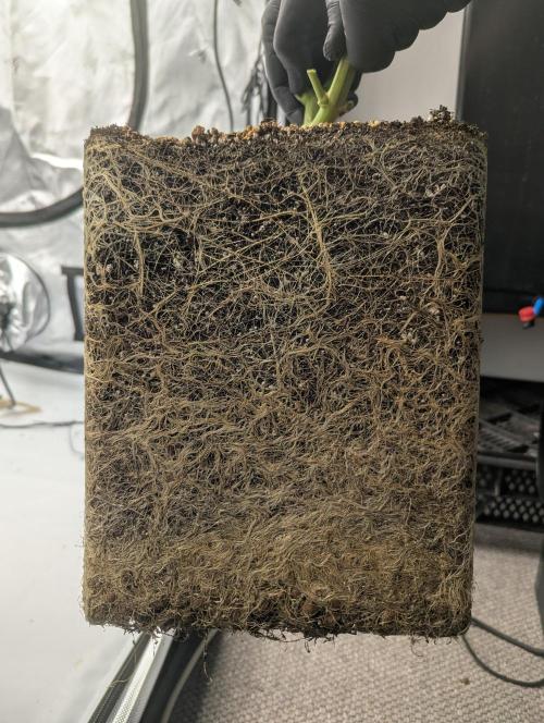Radical Juice - Ripper Seeds. Week 16