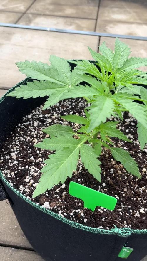 Grow Diary – Sweet Skunk Automatic (RQS) Outdoor Bavaria weed