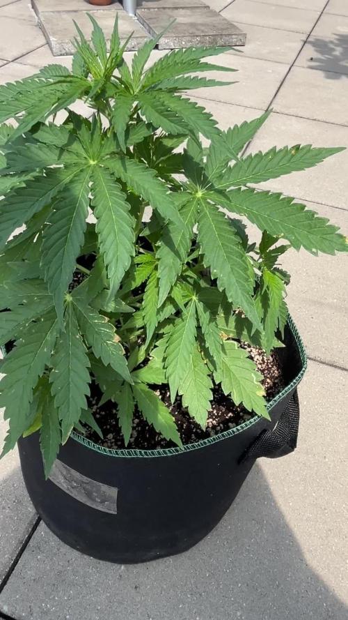 Grow Diary – Sweet Skunk Automatic (RQS) Outdoor Bavaria weed