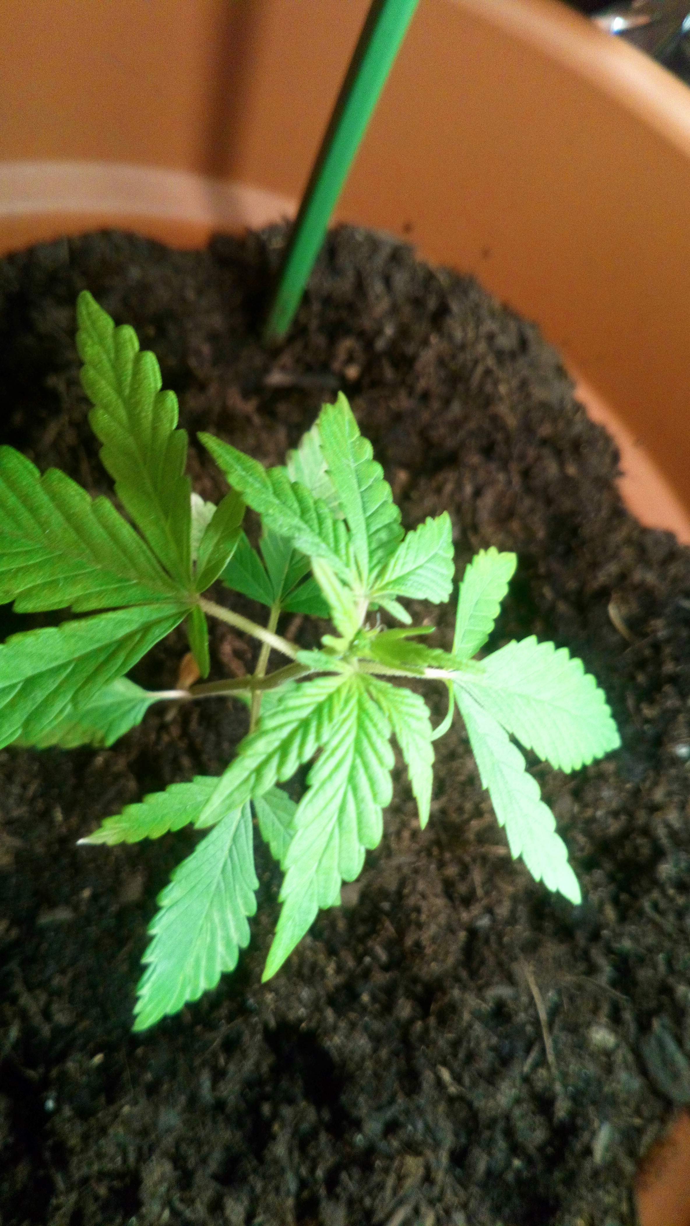 Dutch Passion Auto Durban Poison grow diary (journal) week7 by