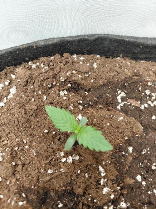 Fast buds garden. Week 1