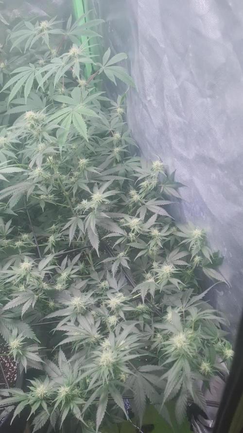 Clones salad run!🤪