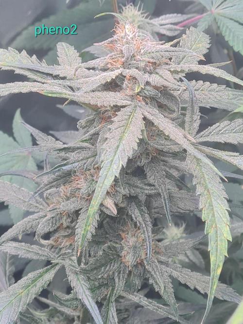 Auto moon rock... *Divine seeds contest*. Week 10