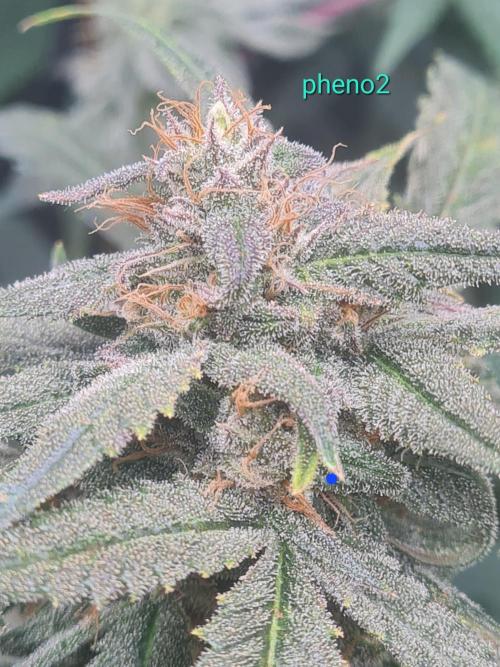 Auto moon rock... *Divine seeds contest*. Week 10