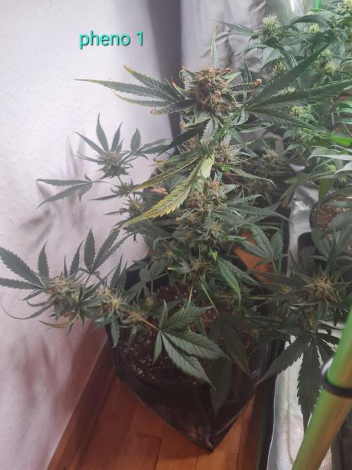 Auto moon rock... *Divine seeds contest*. Week 10