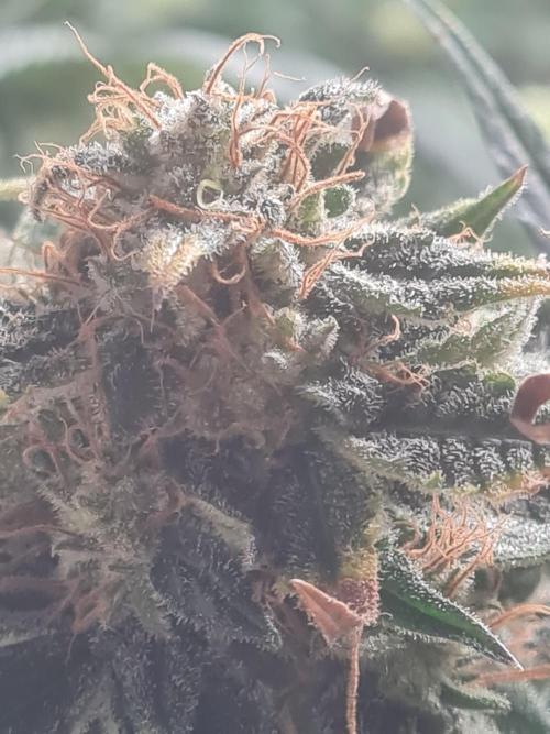 Auto moon rock... *Divine seeds contest*. Week 10