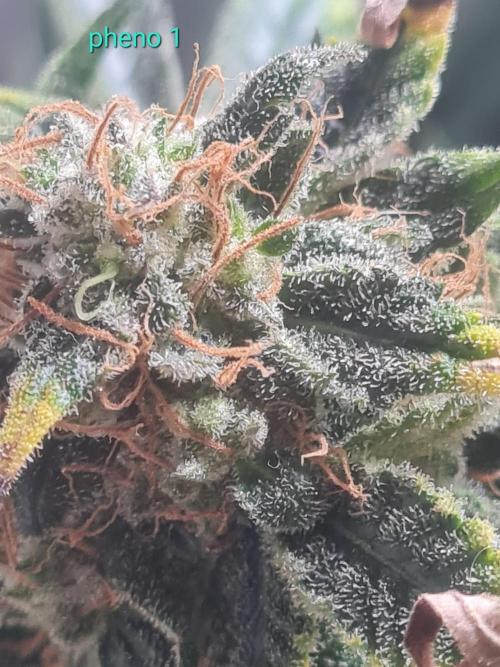 Auto moon rock... *Divine seeds contest*. Week 10