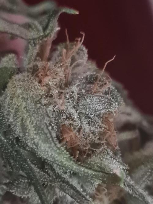 Auto moon rock... *Divine seeds contest*. Week 11