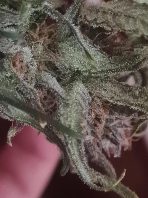 Auto moon rock... *Divine seeds contest*. Week 11