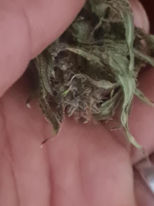 Auto moon rock... *Divine seeds contest*. Week 11