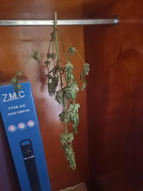 Auto moon rock... *Divine seeds contest*. Week 11