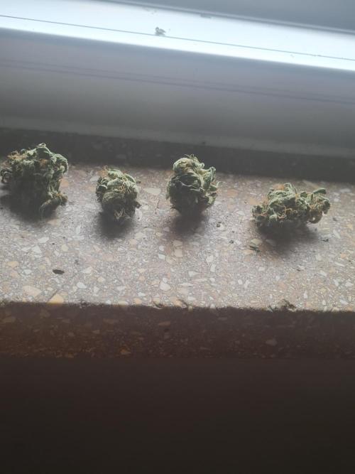 Auto moon rock... *Divine seeds contest*. Week 11