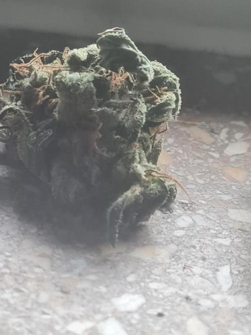 Auto moon rock... *Divine seeds contest*. Week 11