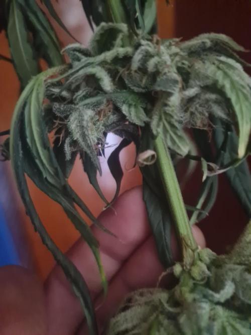 Auto moon rock... *Divine seeds contest*. Week 11