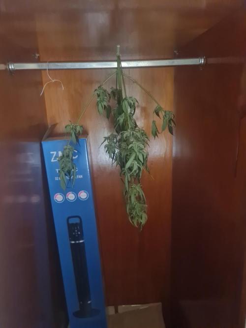 Auto moon rock... *Divine seeds contest*. Week 11