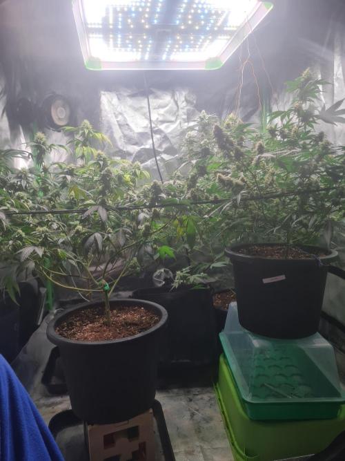 Clones salad run!🤪. Week 11