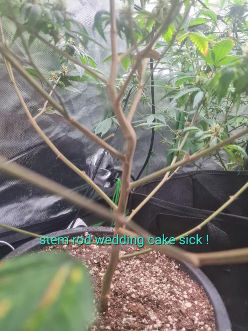 Clones salad run!🤪. Week 11