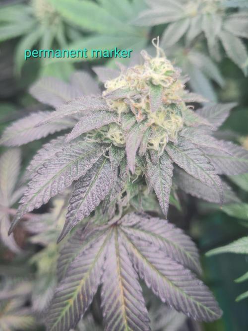 Clones salad run!🤪. Week 11