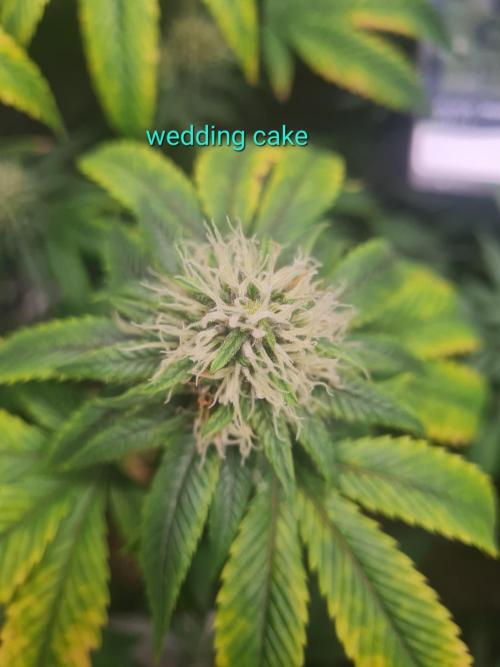 Clones salad run!🤪. Week 11