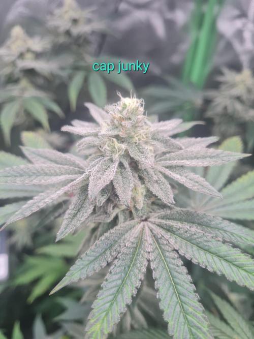 Clones salad run!🤪. Week 11