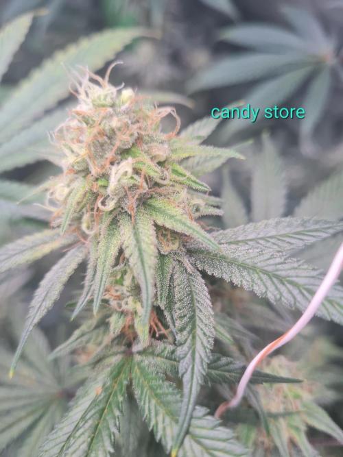 Clones salad run!🤪. Week 11