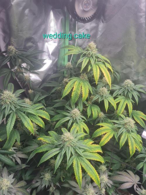 Clones salad run!🤪. Week 11