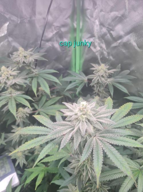 Clones salad run!🤪. Week 11