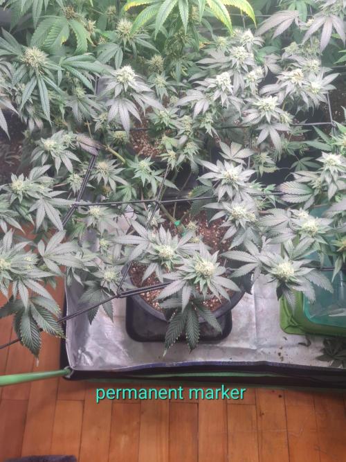 Clones salad run!🤪. Week 11