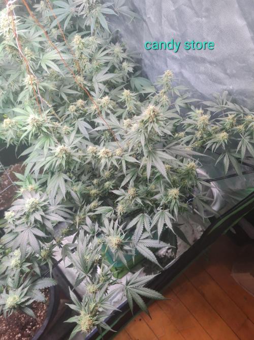 Clones salad run!🤪. Week 11