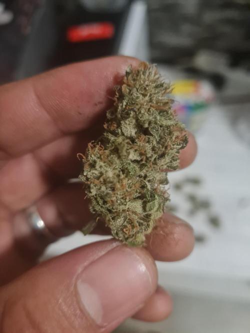 Auto moon rock... *Divine seeds contest*. Week 11