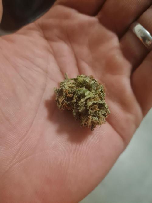 Auto moon rock... *Divine seeds contest*. Week 11