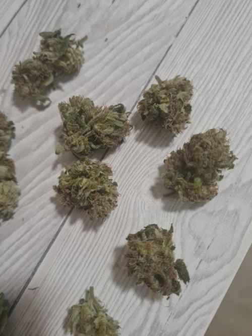 Auto moon rock... *Divine seeds contest*. Week 11